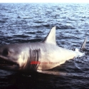 jaws2promophoto2