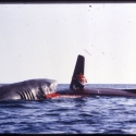 jaws2slides01